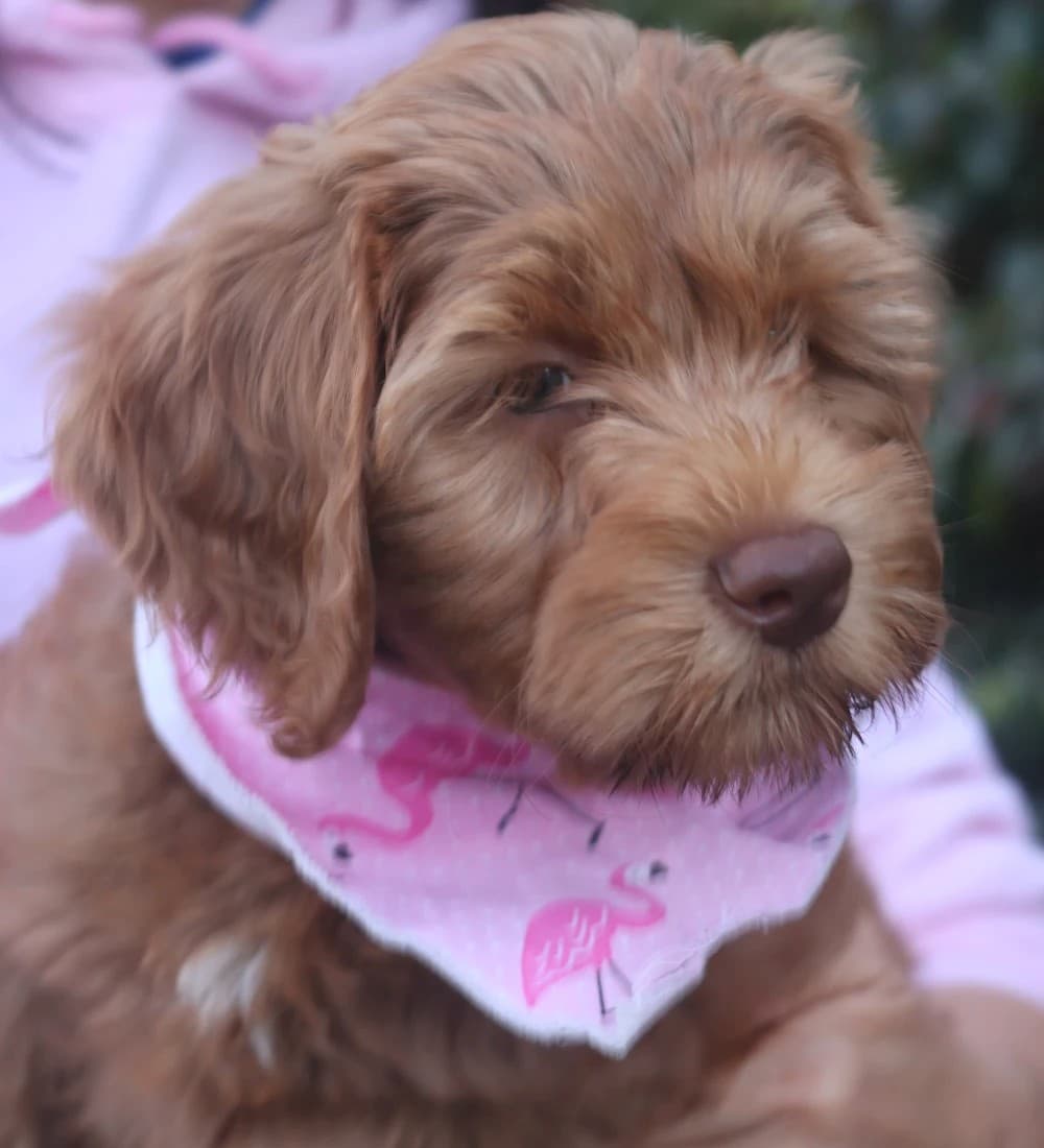 Molly